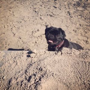 Meet your Posher, Kami